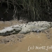 crocodile_american_tar_h_1479_cos2482.jpg